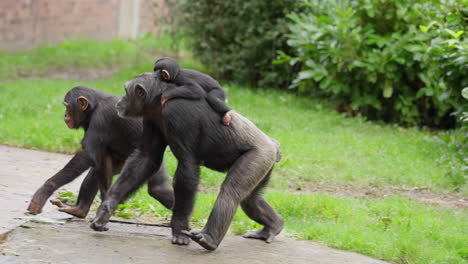 bebé simpático chimpancé occidental en peligro de extinción siendo llevado por miembros de la familia atrás seguido por otros miembros de la tropa fuera del hábitat del zoológico rodeado de follaje verde