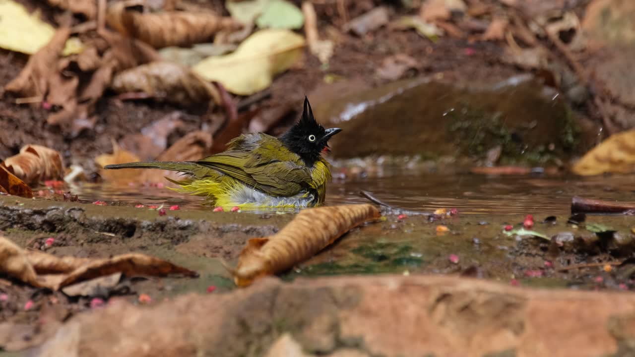 visto bañándose y sacudiéndose en el agua luego vuela hacia la derecha, bulbul de cresta negra pycnonotus flaviventris johnsoni, tailandia