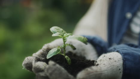 Gloved hands cradle a young plant seedling with soil