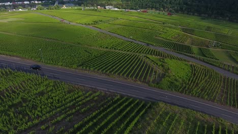 forward flying drone aerial view of sunlit hop field growing green valley