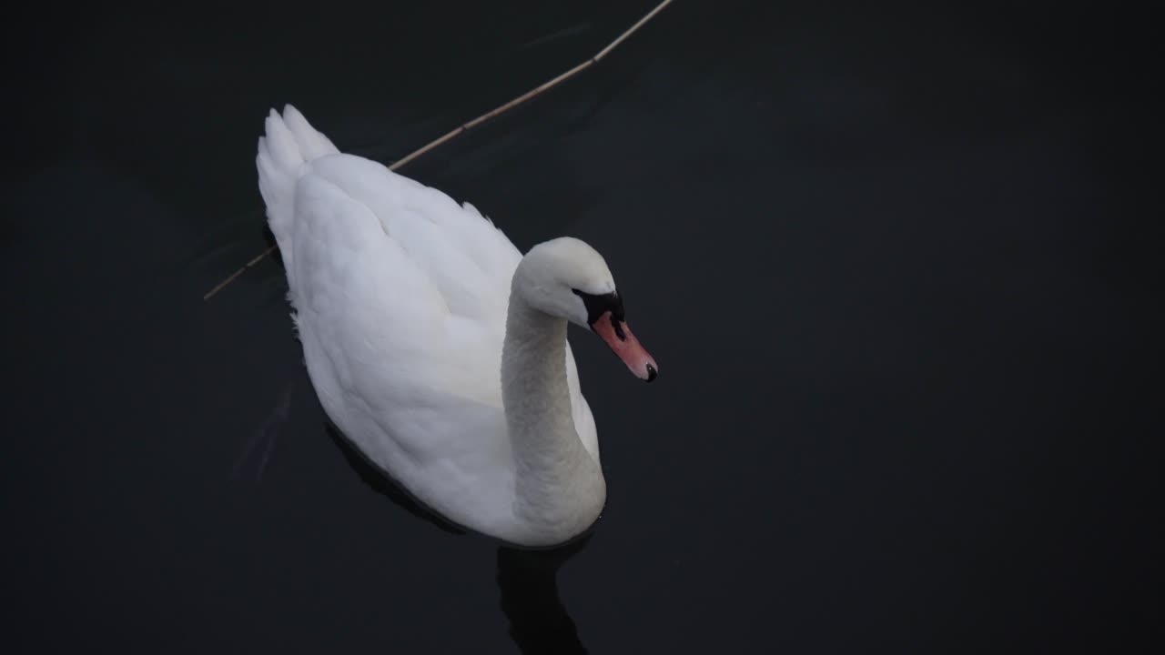 cisne nadando en el agua