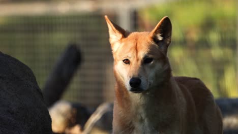 a dingo standing and observing its surroundings