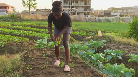 black female african woman farming gardening alone in small land field plantation growing food in country side of africa