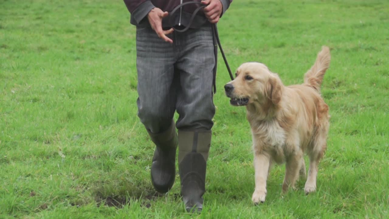 Golden Retriever in slow-motion - Wide