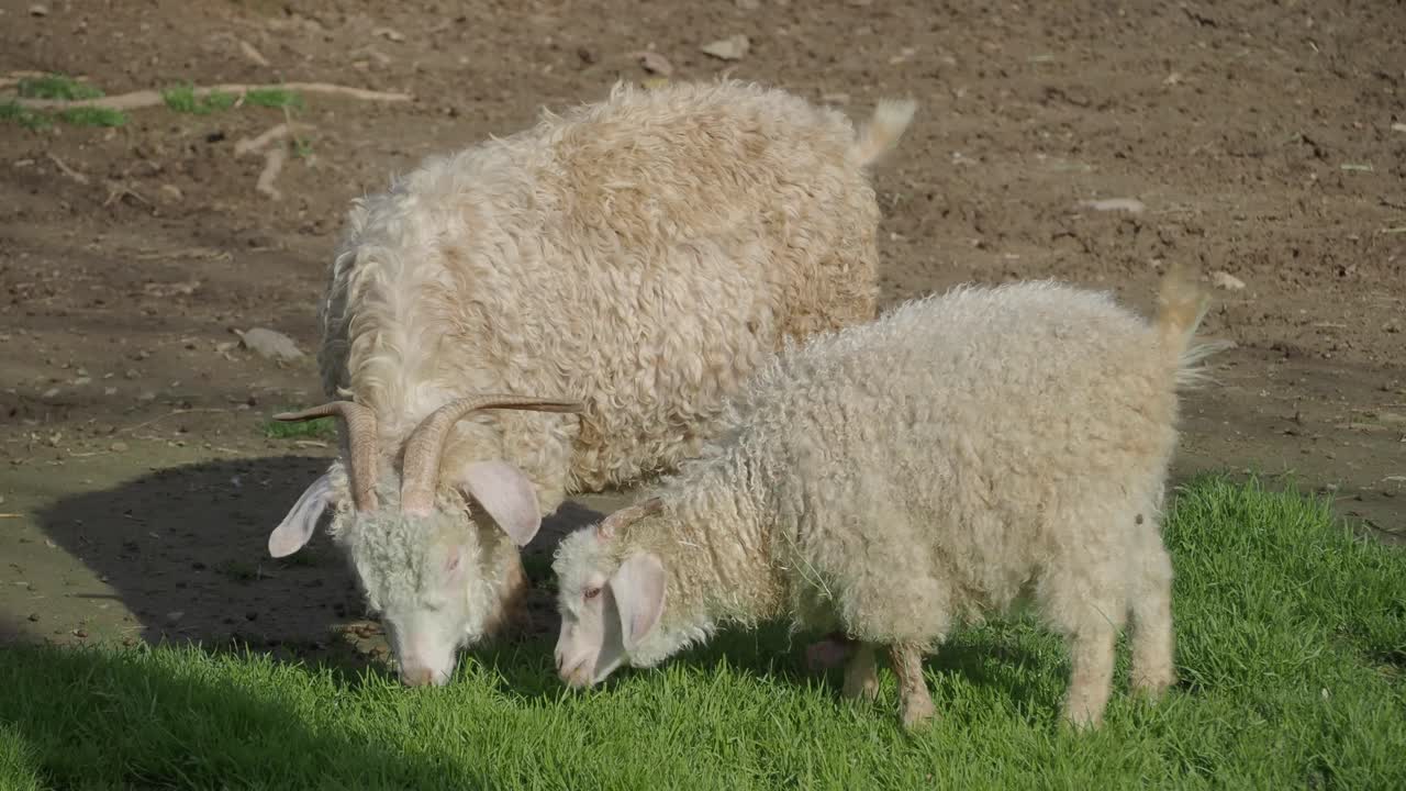 Zwei Angoraziegen mit lockiger Wolle weiden auf grünem Gras