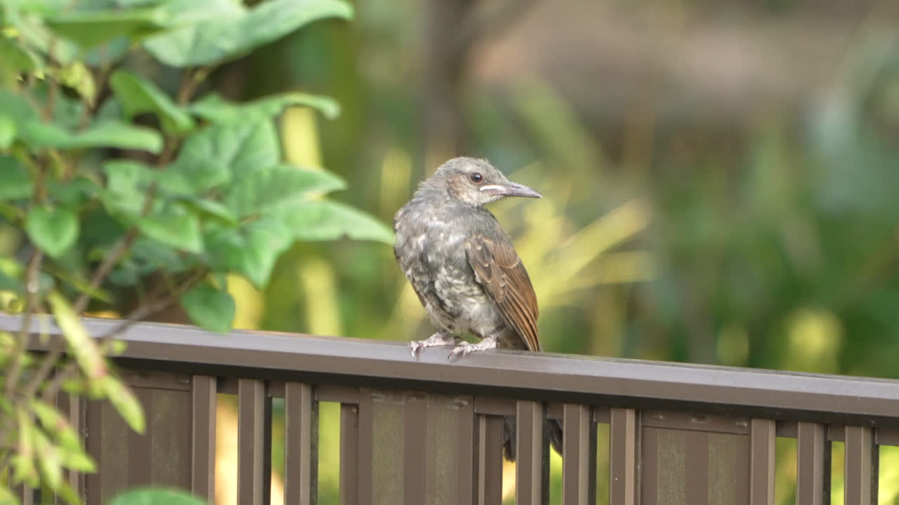 bebé bulbul de orejas marrones posado en la valla en un jardín en una zona residencial urbana en tokio, japón