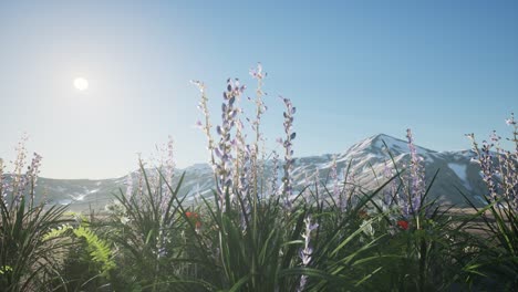 lavender field with blue sky and mountain cover with snow