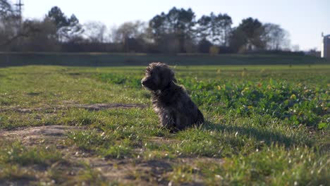 Cute-puppy-dog-sitting-on-grass-field-in-the-park-and-looking-around-in-super-slow-motion-during-summer-with-puppy-dog-eyes-in-Stuttgart,-Germany