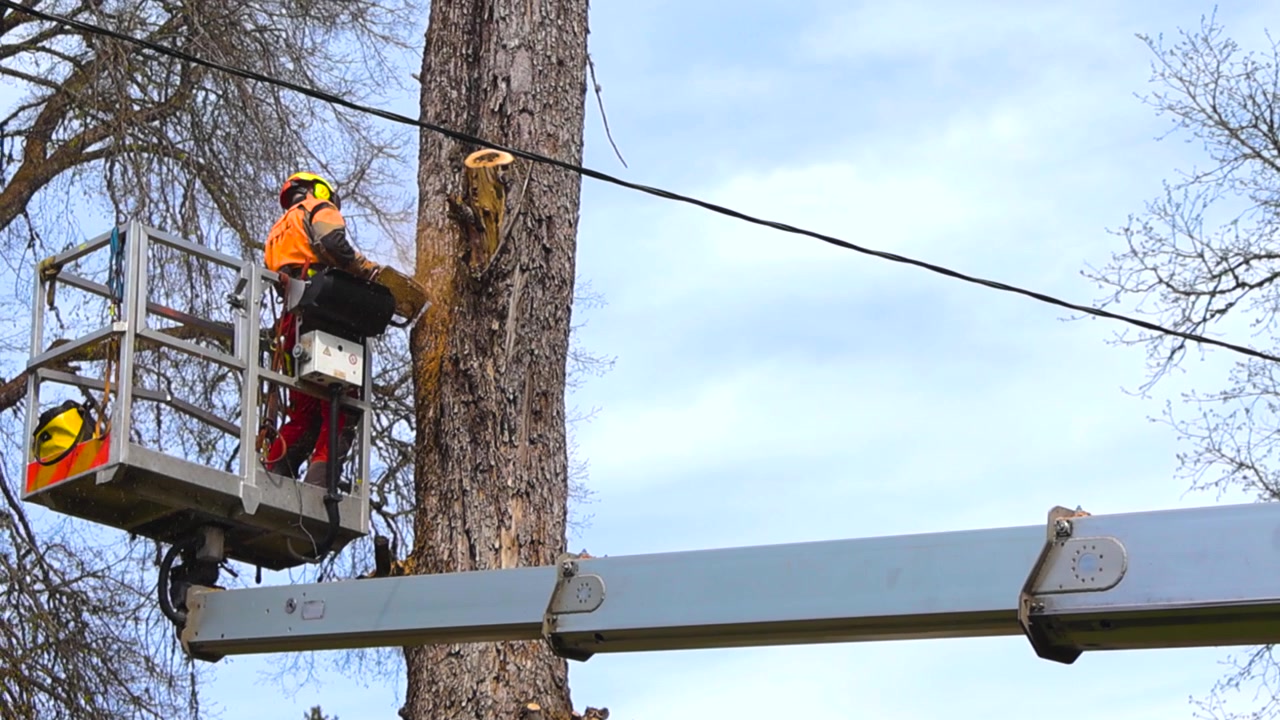 Professional arborist wearing safety equipment and cutting down a large tree with a chainsaw, elevated in a bucket truck lift against a cloudy sky with sawdust flying through the air