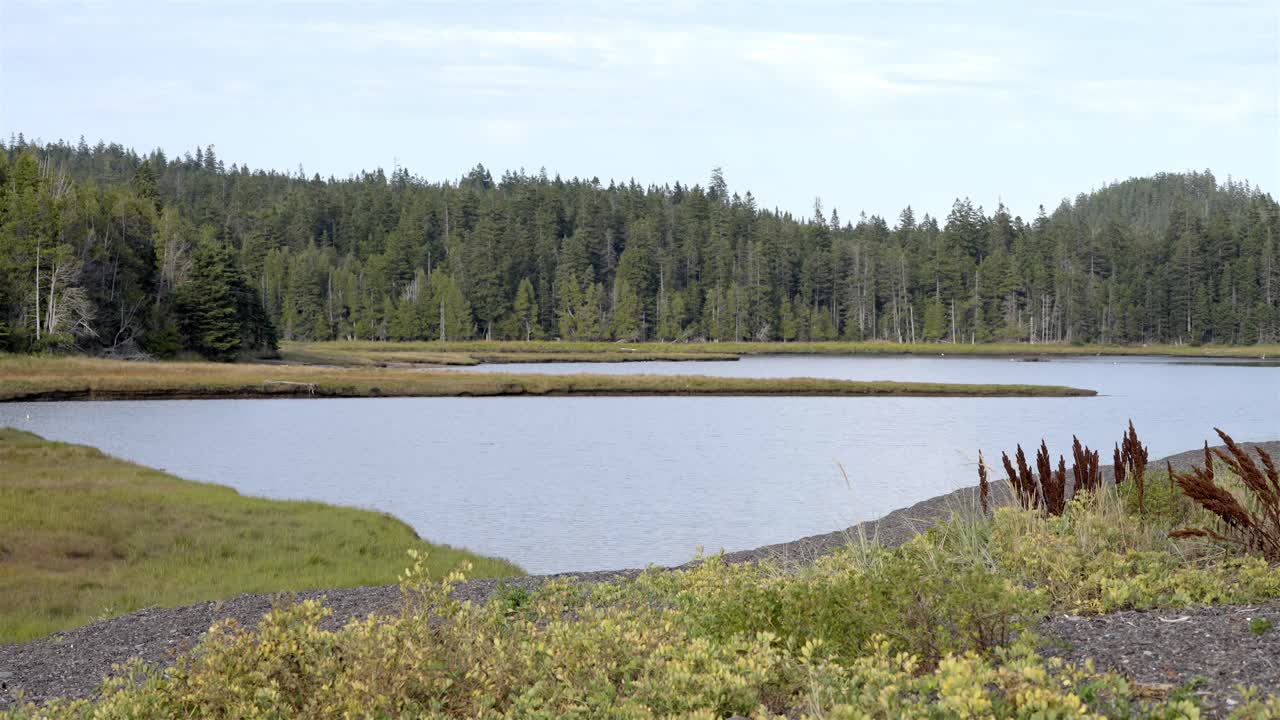 Fiume calmo o insenatura circondata da una fitta foresta sempreverde in un ambiente selvaggio