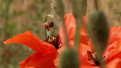 hermosa vista macro de la abeja polinizando la flor de amapola roja silvestre