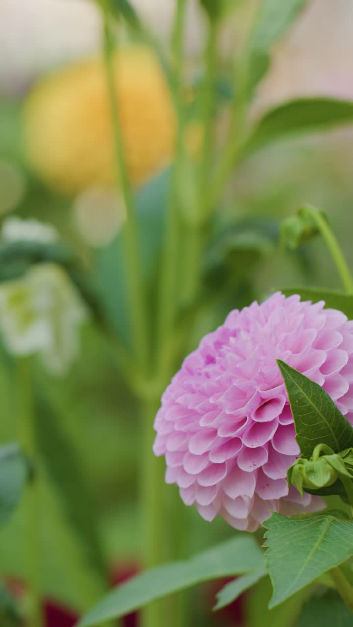 Bunga dahlia merah muda dalam fokus tajam, cahaya alami lembut, gerakan kamera lembut, latar belakang taman buram.