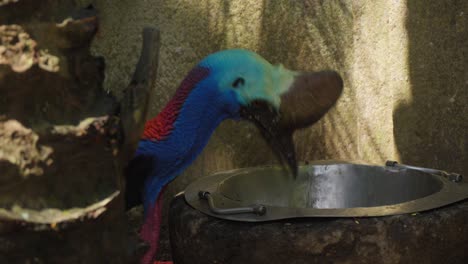 A-cassowary-sharpening-its-beak-against-the-edge-of-a-bowl