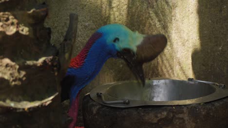 un cassowary afilando su pico contra el borde de un cuenco