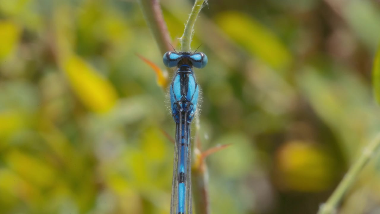 Libellula blu sulla pianta