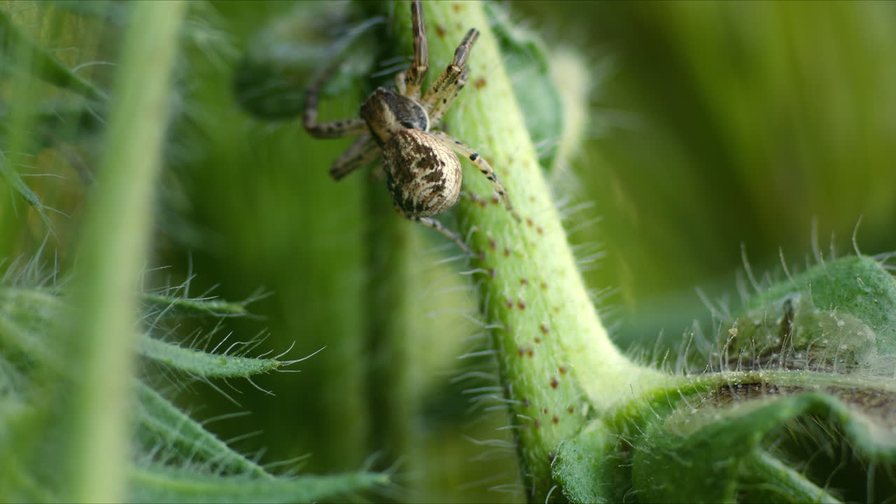 Common crab spider (Xysticus cristatus) crawling up stem of plant