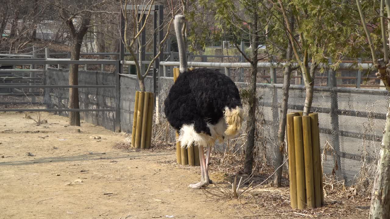 Struzzo che becca foglie da un cespuglio vicino alla recinzione nel Parco Zoologico di Seul all'inizio della primavera