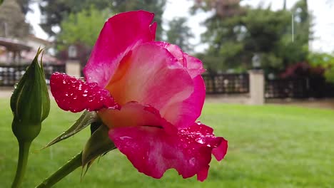 Rain-Falling-on-a-rose-bush-in-slow-motion