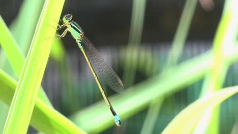 Close-Shot-of-a-Green-Dragonfly-on-a-Leafy-Green-Plant