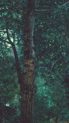 primer plano del tronco de un árbol en el bosque