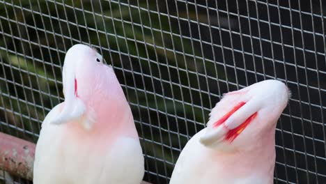 two cockatoos engaging in social behavior