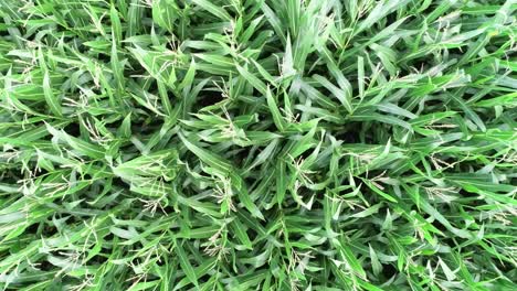 very detailed drone shot of wheat growing on a farm