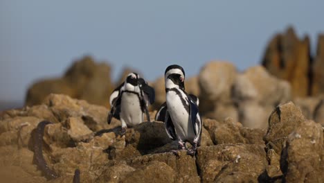 african penguins (spheniscus demersus) stands among rocks along the rugged shoreline of betty’s bay marine protected area part of the kogelberg biosphere reserve in the overstrand municipal area