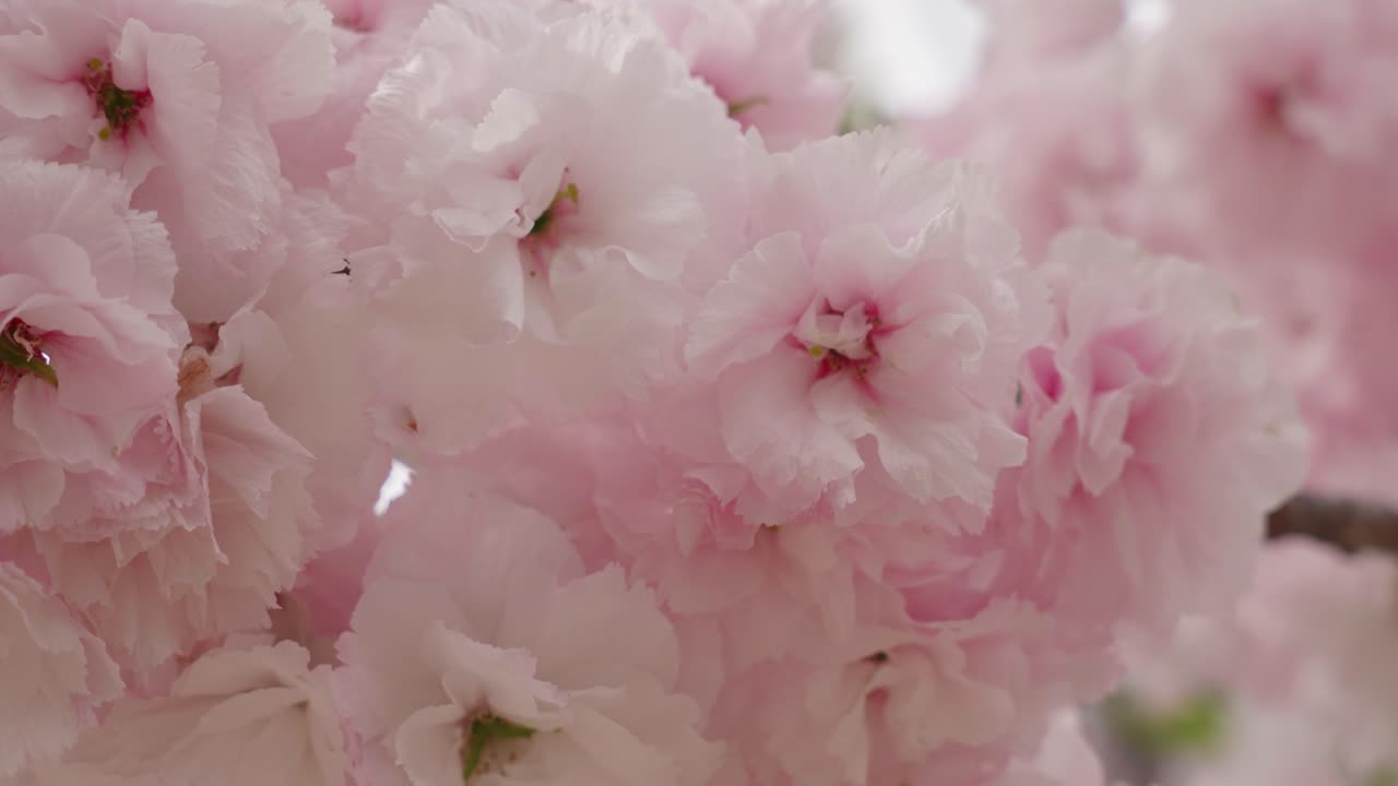 Detail of pink cherry blossom leaves in sprout, Japan