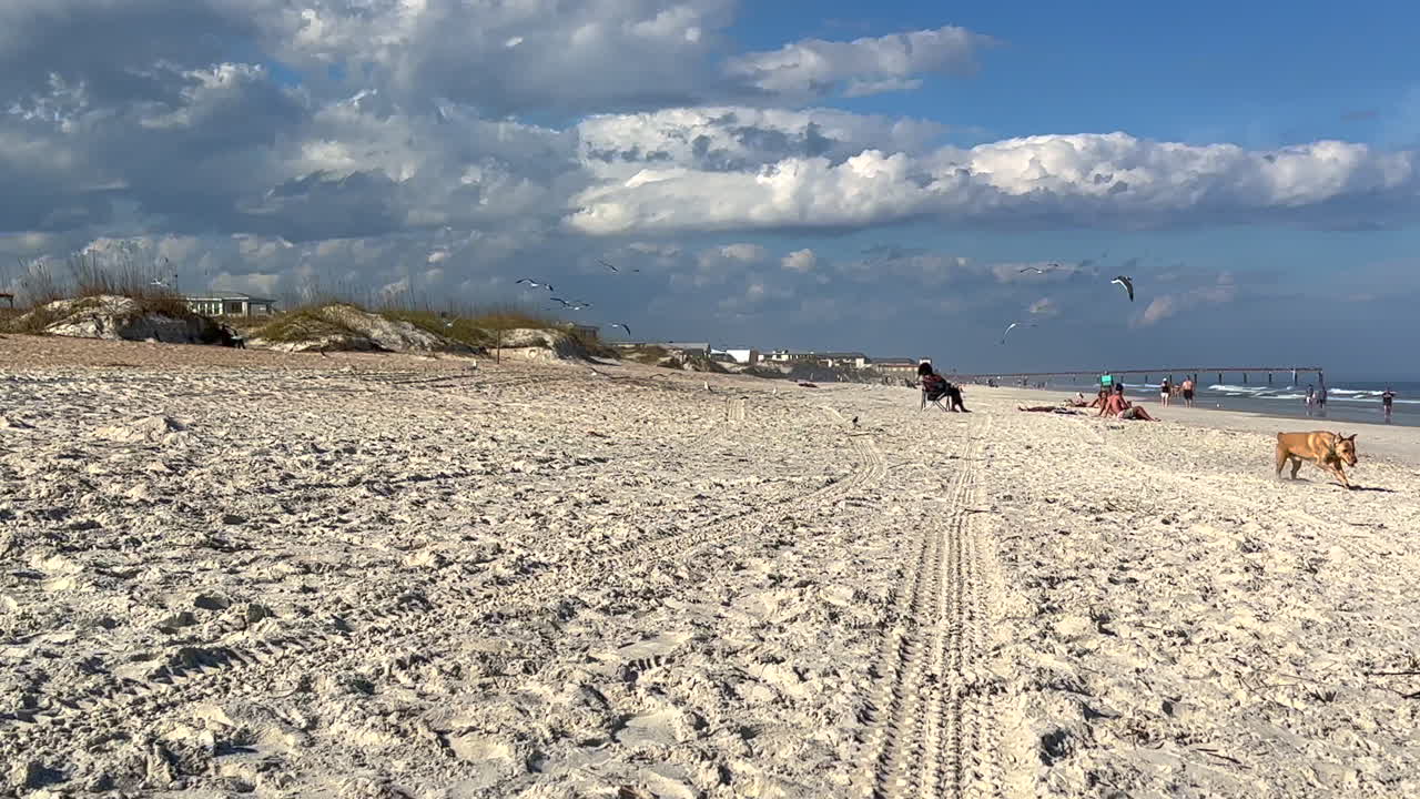푸른 하늘과 구름이 있는 해변 모래사장에서 갈매기 떼를 쫓는 개 강아지