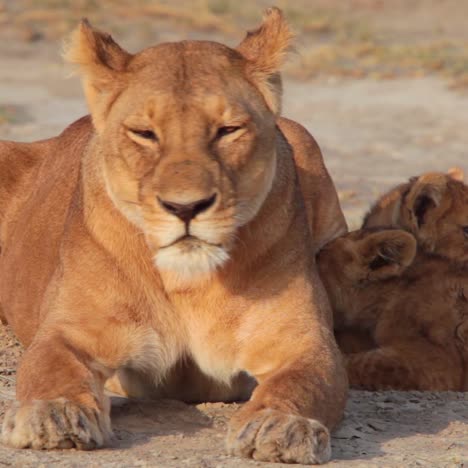 Herrliche-Aufnahme-Einer-Löwenfamilie,-Die-Auf-Safari-In-Der-Serengeti-Tansania-In-Der-Savanne-Sitzt