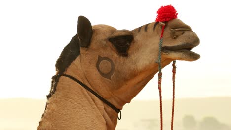 Camellos-En-La-Feria-De-Pushkar,-También-Llamada-Feria-De-Camellos-De-Pushkar-O-Localmente-Como-Kartik-Mela,-Es-Una-Feria-Ganadera-Y-Cultural-Anual-De-Varios-Días-Que-Se-Celebra-En-La-Ciudad-De-Pushkar,-Rajasthan,-India.