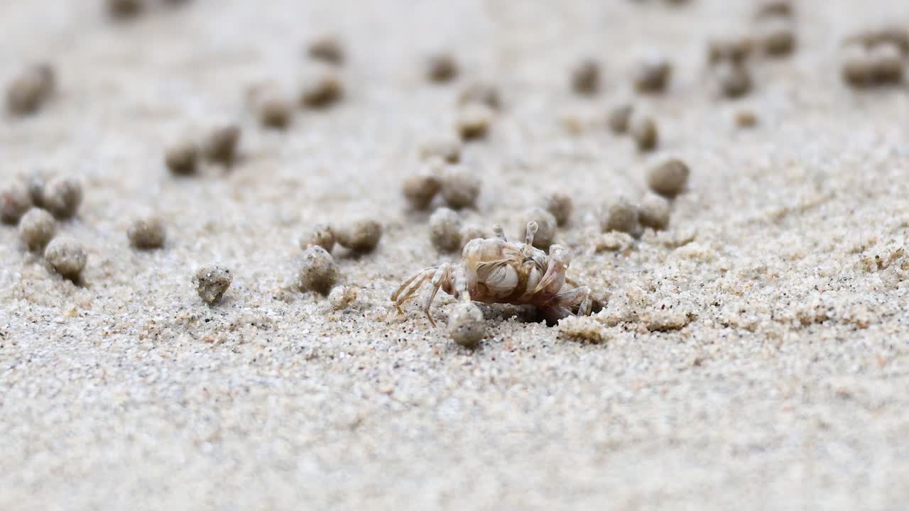 un cangrejo fantasma se mueve a través de la playa de arena