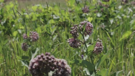 Die-Blumen-Und-Das-Gras-Schwingen-Sanft-In-Der-Luft,-Während-Der-Wind-Auf-Die-Wiese-Trifft---Nahaufnahme