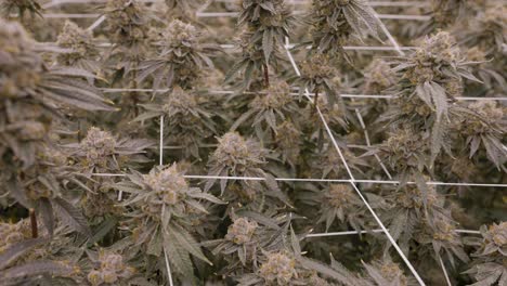 Kamerafahrt-über-Einer-Marihuana-Plantage,-Die-Den-Massiven-Gewächshausanbau-In-Kalifornien-Zeigt