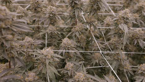 rastreo de un tiro en una plantación de marihuana que revela un cultivo masivo en invernadero, california