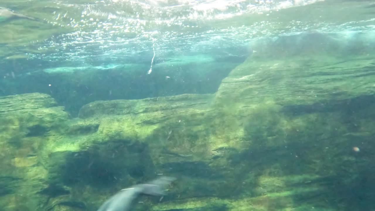 A dolphin gracefully twists and turns in the clear, sunlit waters, showcasing its agility.