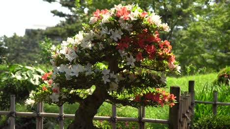 Wunderschöner-Japanischer-Bonsai-Baum-Mit-Roten-Und-Weißen-Blüten-Mit-Einem-Schönen-Gegenlicht-Und-Verschwommenem-Hintergrund