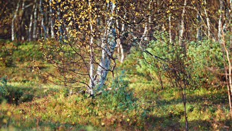 A sunlit autumn forest, focusing on birch trees with golden leaves and a vibrant undergrowth