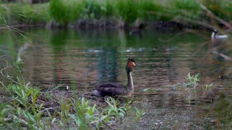 el gran grebe de cresta descansando en la orilla de un lago natural en nueva zelanda