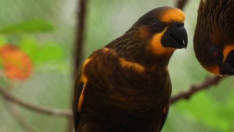 Brown-Lory,-chalcopsitta-duivenbodei,-perched-on-tree-branch,-curiously-wondering-around-the-surroundings,-turn-around-looking-at-its-mate-preening-and-grooming-the-plumage,-close-up-shot