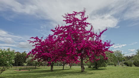 Tourism making pictures at a moving violet colored tree