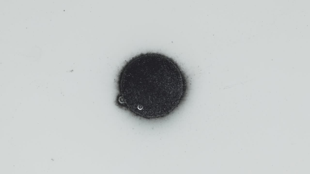 Coal tablet disintegrating on the water. Zoom close up