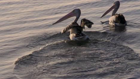 large pelican taking off in flight from a rock onto the water