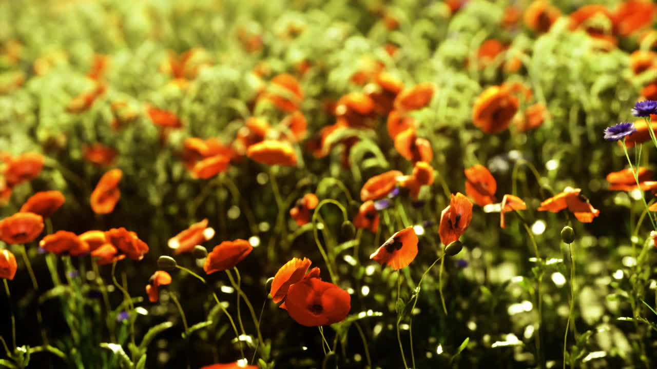 Un vivace campo di papaveri illumina un caldo pomeriggio primaverile con colori vividi