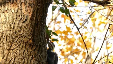 close up shot of wild woodpecker pecking tree in wilderness during sunlight in autumn