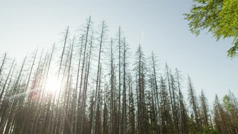 Silhouette-Eines-Toten,-Trockenen-Fichtenwaldes,-Der-Vom-Borkenkäfer-In-Der-Tschechischen-Landschaft-Heimgesucht-Wurde,-Mit-Sonne-Im-Hintergrund