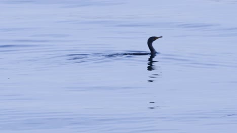 A-bird-floats-in-Puget-Sound-near-some-kelp,-then-dives-under-the-water