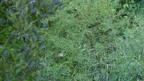 Der-Graue-Vogel-Fliegt-Und-Springt-Zwischen-Zweigen