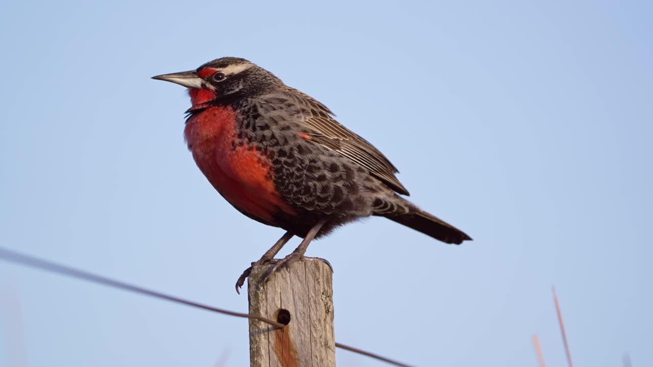 una alondra de cola larga posada en un poste en un día ventoso, luz del atardecer