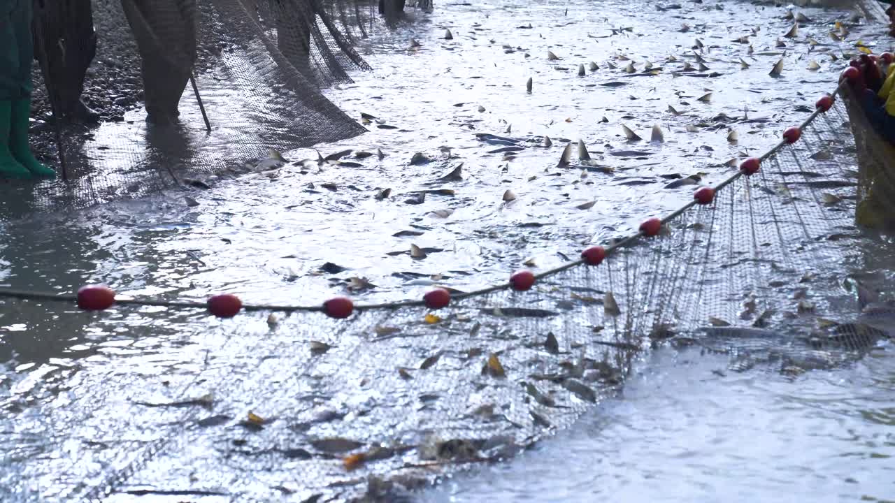 Fish Poaching - Sziki-carp And Other Freshwater Fish Caught With A Net. - static shot